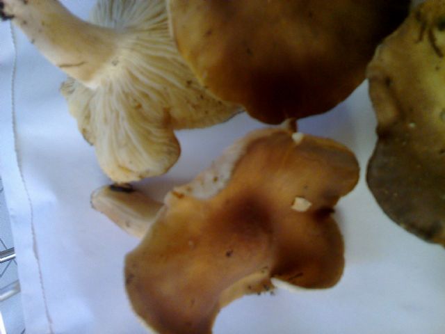 Armillaria o no
